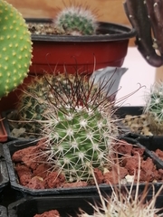 Mammillaria pondii