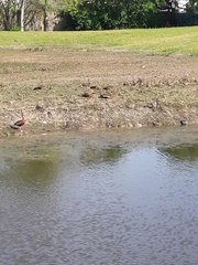 Dendrocygna autumnalis