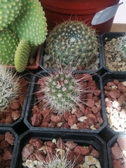 Mammillaria pondii