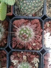 Mammillaria pondii