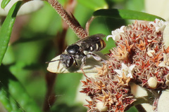 Lipotriches ferricauda