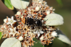 Lipotriches ferricauda