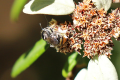 Lipotriches ferricauda