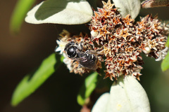 Lipotriches ferricauda