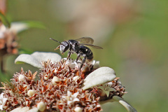 Lipotriches ferricauda