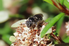 Lipotriches ferricauda