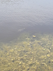 Trachemys scripta elegans