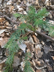 Taxus canadensis