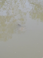 Trachemys scripta elegans