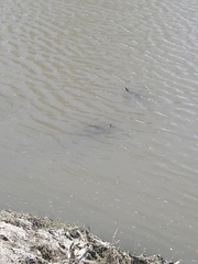 Trachemys scripta elegans