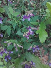 Lathyrus laxiflorus