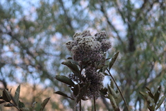 Vernonanthura cordata