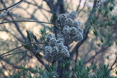 Vernonanthura cordata