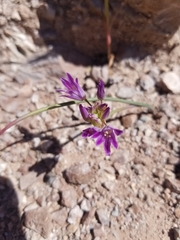 Allium fimbriatum