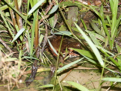 Leptodactylus knudseni