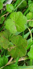 Hydrocotyle robusta