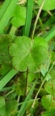 Hydrocotyle robusta