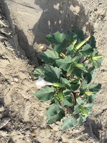 Desert thorn-apple (Datura discolor)