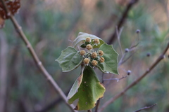 Podachaenium eminens