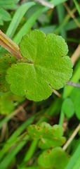 Hydrocotyle robusta
