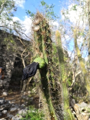 Pilosocereus gaumeri