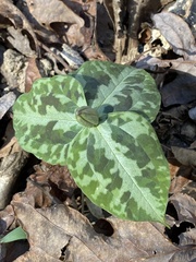 Trillium discolor