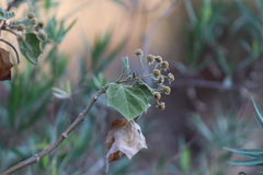 Podachaenium eminens