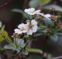 Spiraea prunifolia pseudoprunifolia