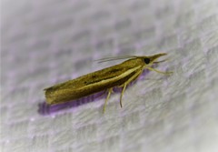 Fissicrambus profanellus