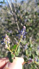 Ceanothus tomentosus olivaceus