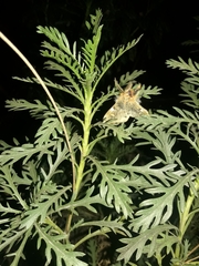 Ormiscodes amphimone