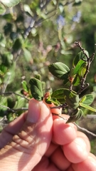Ceanothus tomentosus olivaceus