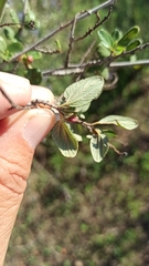 Ceanothus tomentosus olivaceus