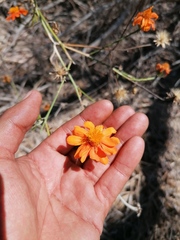 Adenophyllum aurantium