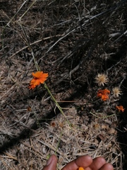 Adenophyllum aurantium