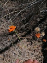 Adenophyllum aurantium