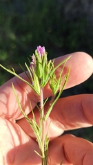 Castilleja exserta exserta