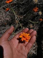 Adenophyllum aurantium