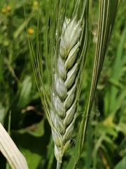 Triticum aestivum