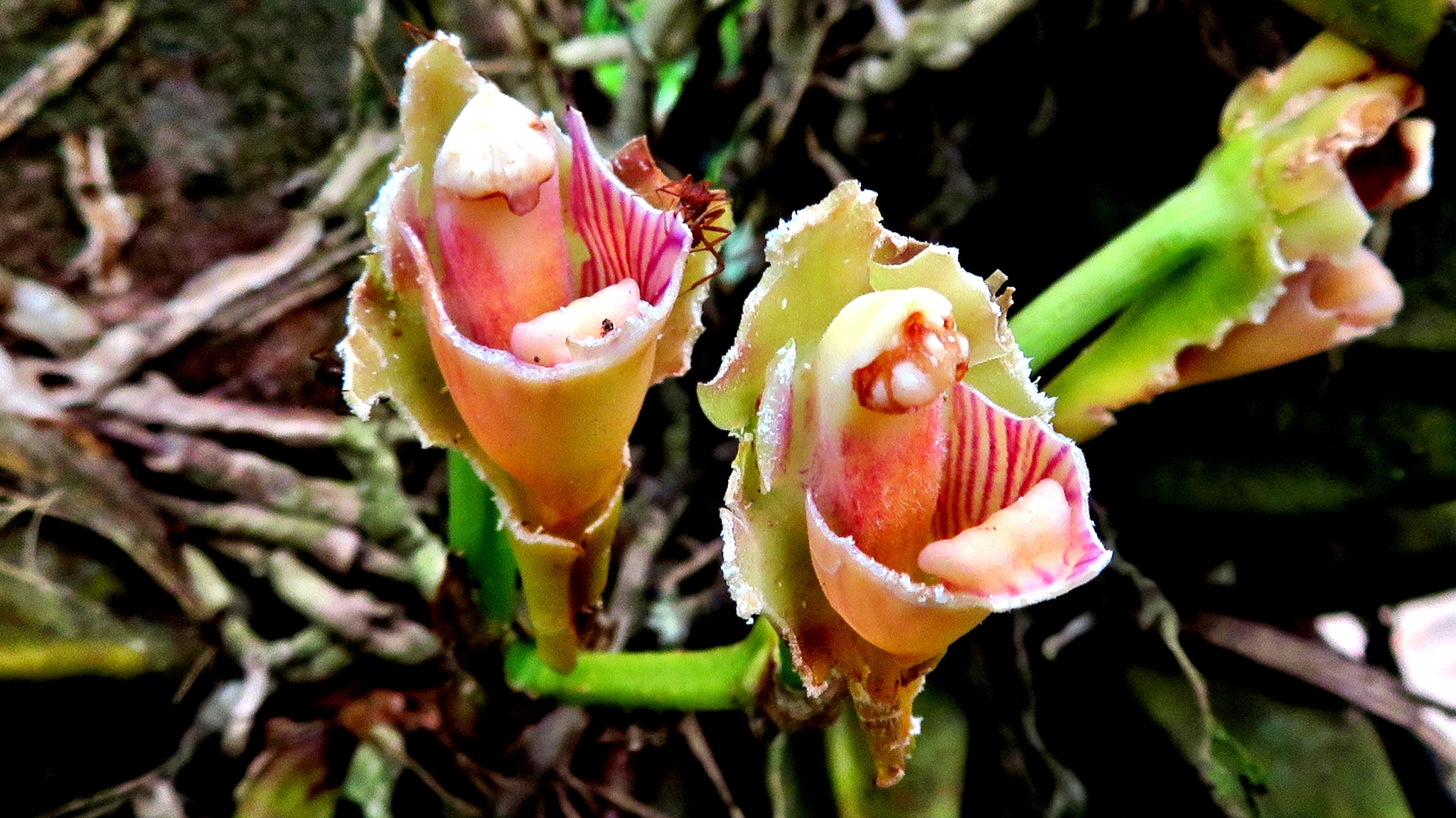 Imagem de Orquídea-de-harrison