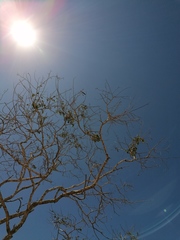 Leucaena macrophylla