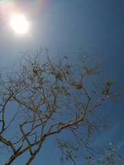 Leucaena macrophylla