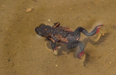 Melanophryniscus moreirae