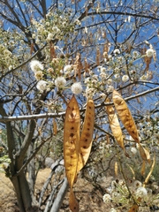 Albizia occidentalis