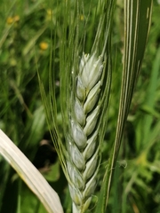 Triticum aestivum