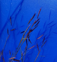 Bouteloua trifida