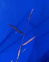 Bouteloua trifida