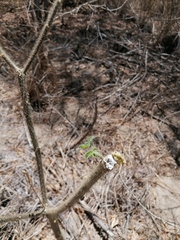 Cnidoscolus multilobus