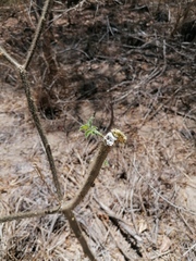 Cnidoscolus multilobus