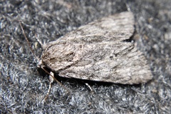 Acronicta rubricoma